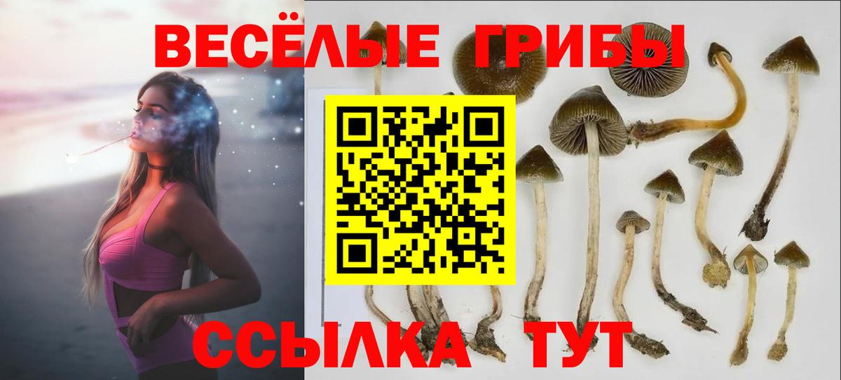 Лесосибирск  Галлюциногенные грибы Psilocybine cubensis  Галлюциногенные грибы Cubensis  Вход с VPN 